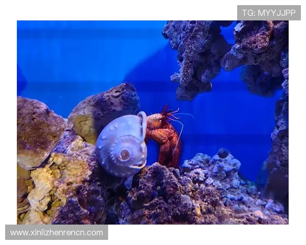 在博鱼真人官方入口体验丰富多彩的真人娱乐模式 在博鱼真人官方入口体验丰富多彩的真人娱乐模式